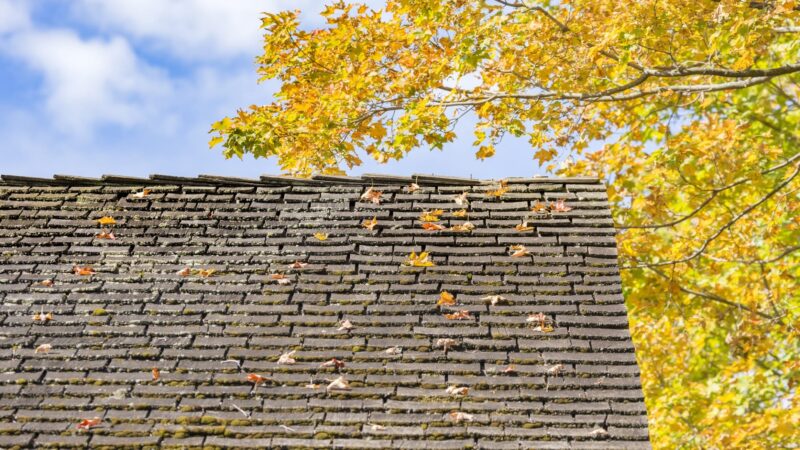 Autumn Leaves on a Roof