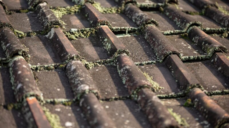 Roof Algae