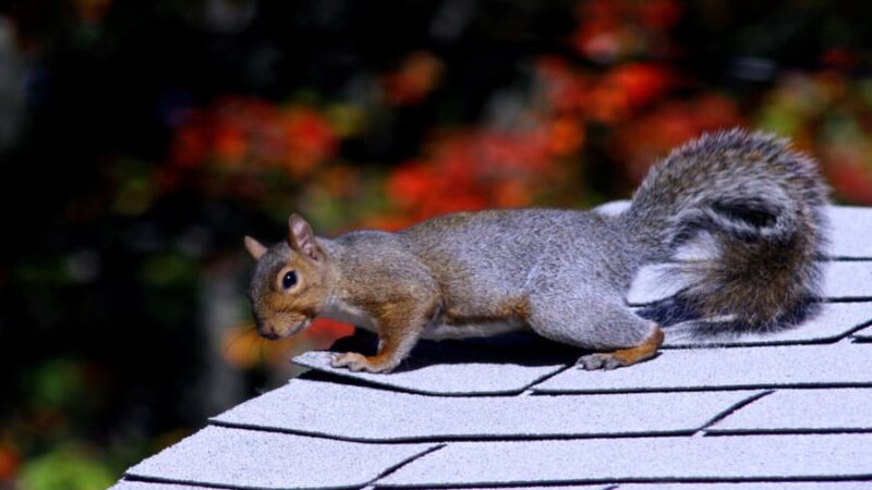 Squirrel Sitting On Roof