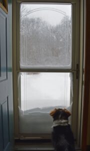 Dog looking outside through a storm door