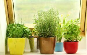 Plants displayed in a garden window 