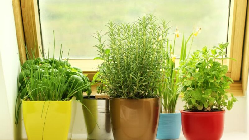 Plants displayed in a garden window