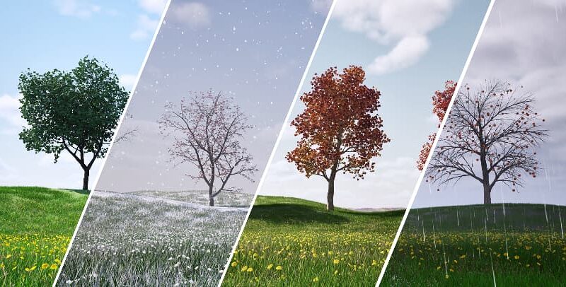 Four season views of outdoor scene with trees